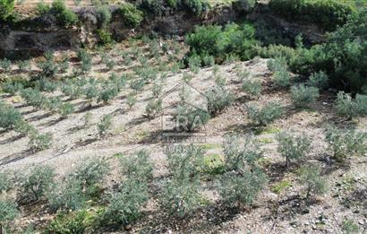 AYDIN SÖKE DOĞANBEY SATILIK ZEYTİNLİK