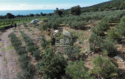 AYDIN SÖKE DOĞANBEY SATILIK ZEYTİNLİK