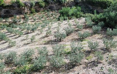 AYDIN SÖKE DOĞANBEY SATILIK ZEYTİNLİK