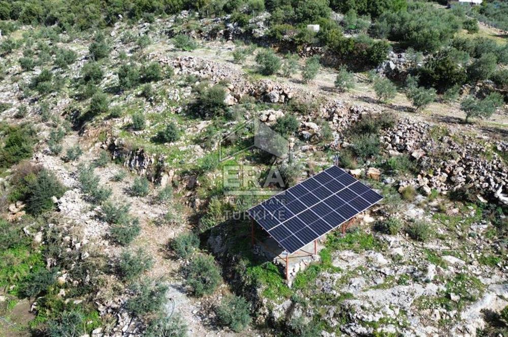 AYDIN SÖKE DOĞANBEY SATILIK ZEYTİNLİK