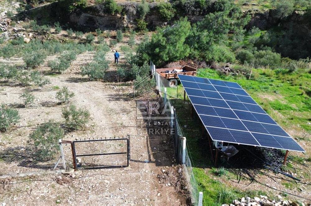 AYDIN SÖKE DOĞANBEY SATILIK ZEYTİNLİK