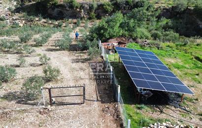 AYDIN SÖKE DOĞANBEY SATILIK ZEYTİNLİK