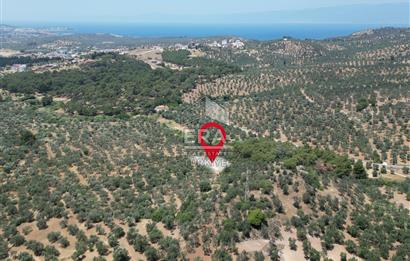 GÖMEÇ KARAAĞAÇTA SATILIK 1449 M2 ZEYTİNLİK