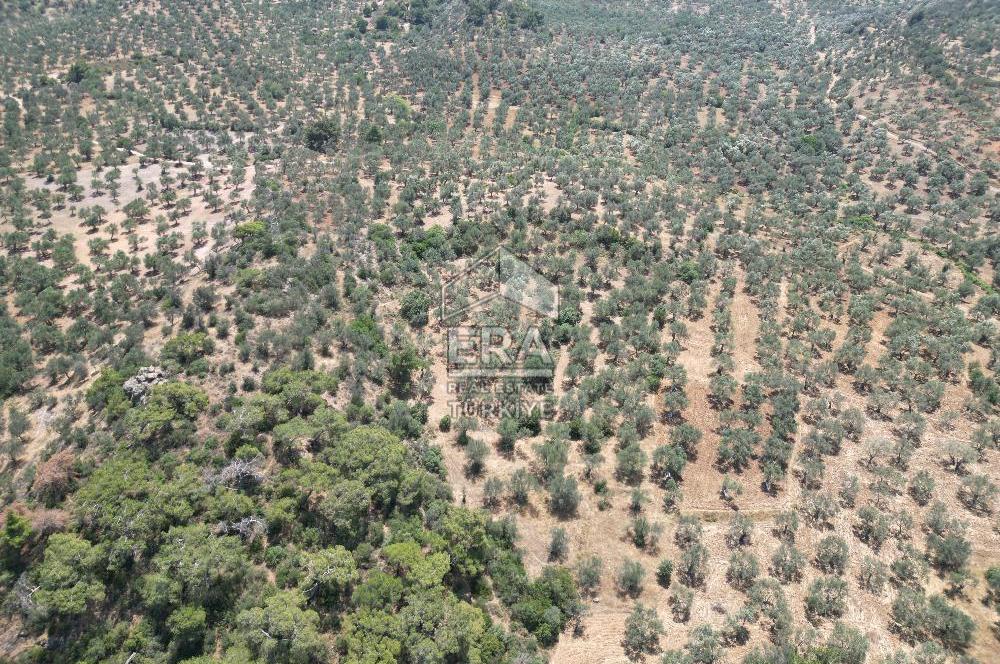 GÖMEÇ KARAAĞAÇTA SATILIK 1449 M2 ZEYTİNLİK