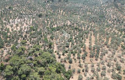 GÖMEÇ KARAAĞAÇTA SATILIK 1449 M2 ZEYTİNLİK