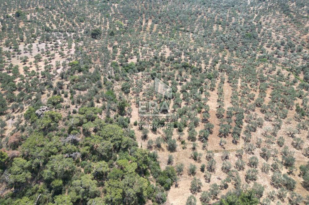 GÖMEÇ KARAAĞAÇTA SATILIK 1449 M2 ZEYTİNLİK