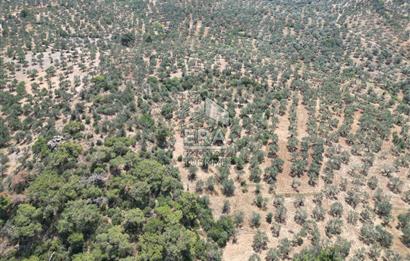 GÖMEÇ KARAAĞAÇTA SATILIK 1449 M2 ZEYTİNLİK