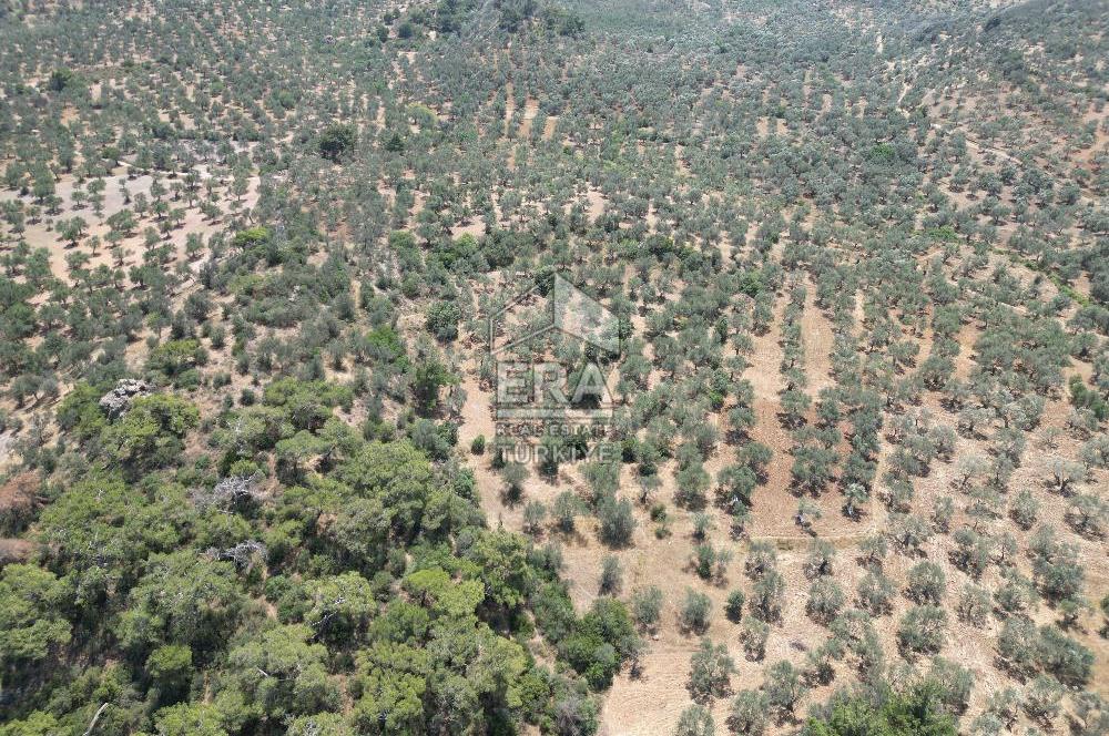 GÖMEÇ KARAAĞAÇTA SATILIK 1449 M2 ZEYTİNLİK