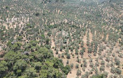 GÖMEÇ KARAAĞAÇTA SATILIK 1449 M2 ZEYTİNLİK