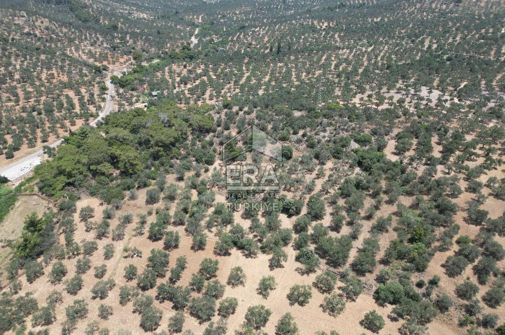 GÖMEÇ KARAAĞAÇTA SATILIK 1449 M2 ZEYTİNLİK