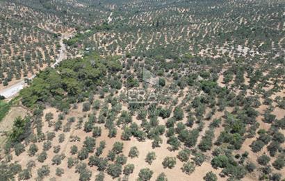 GÖMEÇ KARAAĞAÇTA SATILIK 1449 M2 ZEYTİNLİK