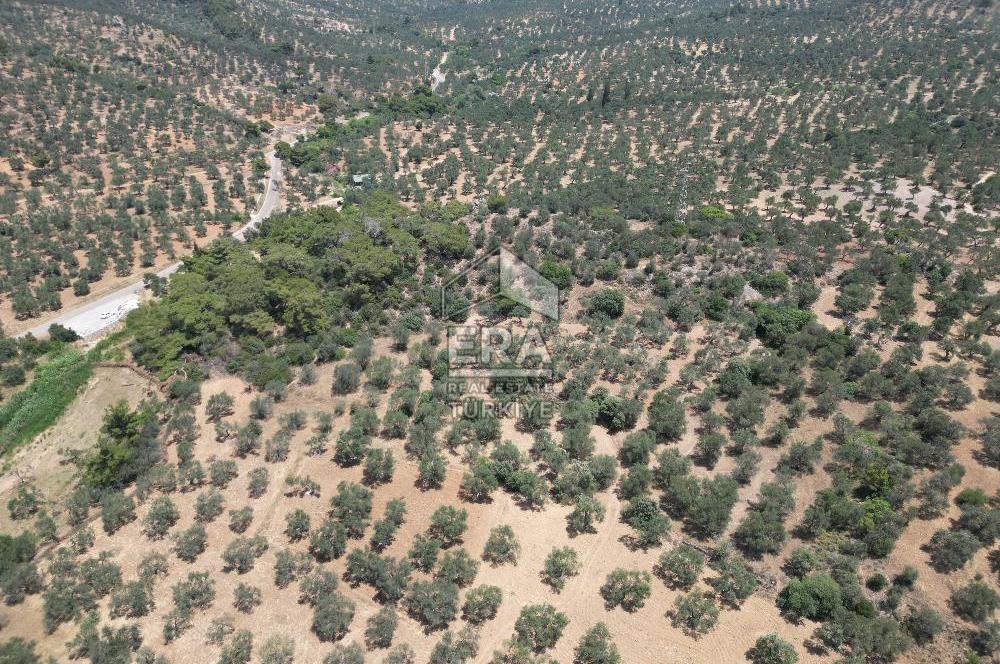 GÖMEÇ KARAAĞAÇTA SATILIK 1449 M2 ZEYTİNLİK