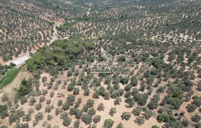 GÖMEÇ KARAAĞAÇTA SATILIK 1449 M2 ZEYTİNLİK