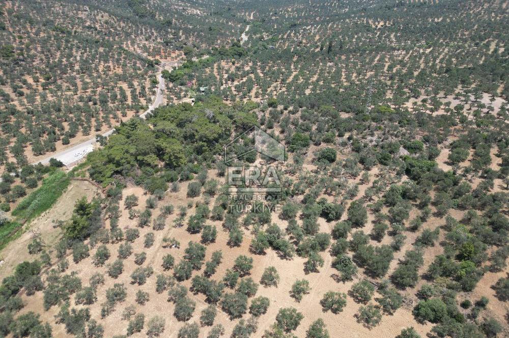 GÖMEÇ KARAAĞAÇTA SATILIK 1449 M2 ZEYTİNLİK
