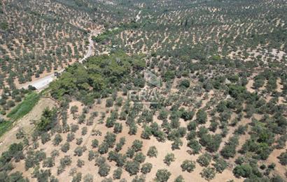 GÖMEÇ KARAAĞAÇTA SATILIK 1449 M2 ZEYTİNLİK