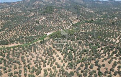 GÖMEÇ KARAAĞAÇTA SATILIK 1449 M2 ZEYTİNLİK