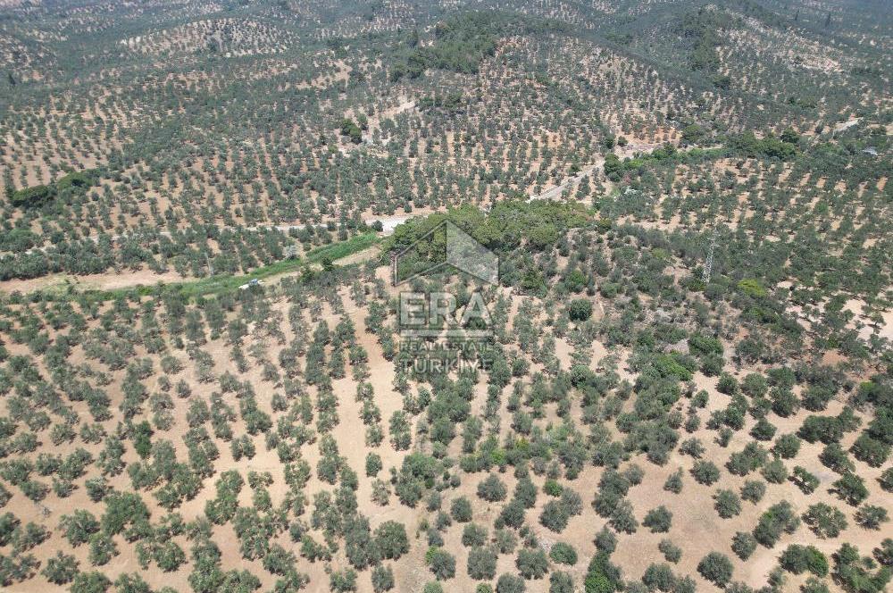 GÖMEÇ KARAAĞAÇTA SATILIK 1449 M2 ZEYTİNLİK