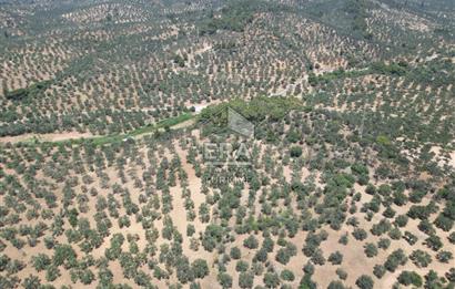 GÖMEÇ KARAAĞAÇTA SATILIK 1449 M2 ZEYTİNLİK