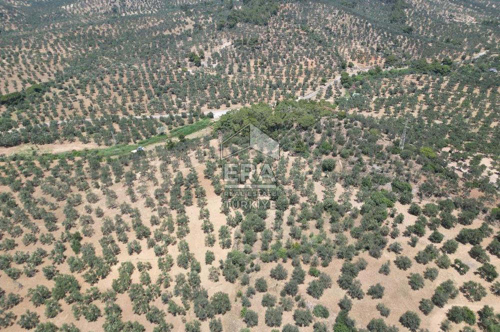 GÖMEÇ KARAAĞAÇTA SATILIK 1449 M2 ZEYTİNLİK
