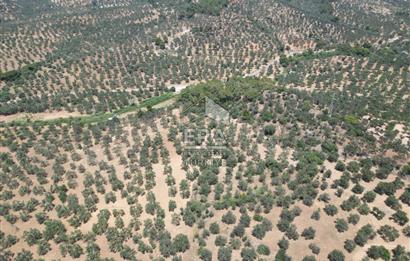 GÖMEÇ KARAAĞAÇTA SATILIK 1449 M2 ZEYTİNLİK