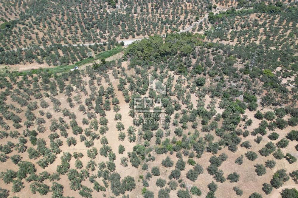 GÖMEÇ KARAAĞAÇTA SATILIK 1449 M2 ZEYTİNLİK