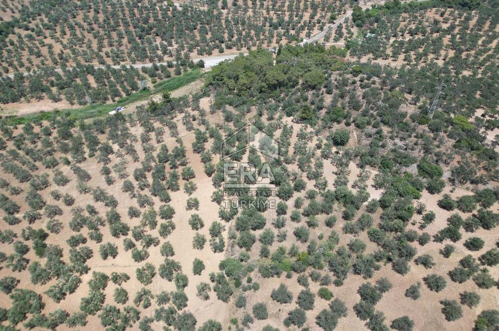 GÖMEÇ KARAAĞAÇTA SATILIK 1449 M2 ZEYTİNLİK