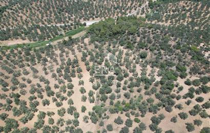GÖMEÇ KARAAĞAÇTA SATILIK 1449 M2 ZEYTİNLİK