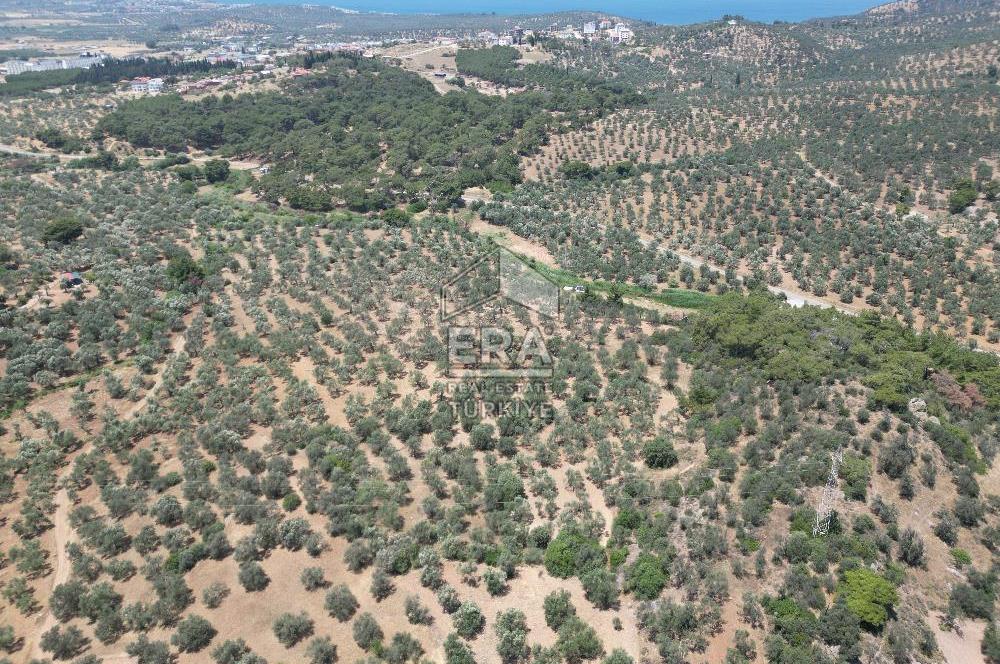 GÖMEÇ KARAAĞAÇTA SATILIK 1449 M2 ZEYTİNLİK