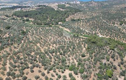 GÖMEÇ KARAAĞAÇTA SATILIK 1449 M2 ZEYTİNLİK
