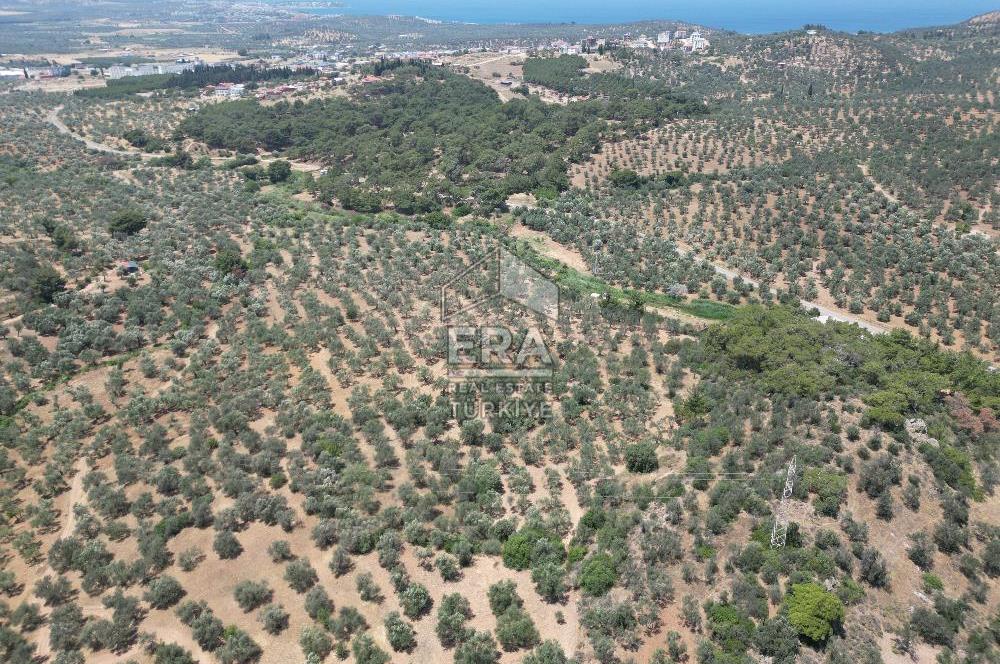 GÖMEÇ KARAAĞAÇTA SATILIK 1449 M2 ZEYTİNLİK