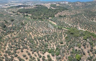 GÖMEÇ KARAAĞAÇTA SATILIK 1449 M2 ZEYTİNLİK