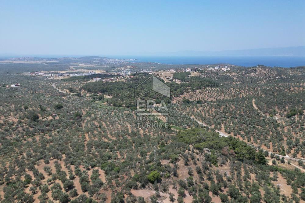 GÖMEÇ KARAAĞAÇTA SATILIK 1449 M2 ZEYTİNLİK