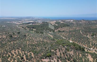 GÖMEÇ KARAAĞAÇTA SATILIK 1449 M2 ZEYTİNLİK