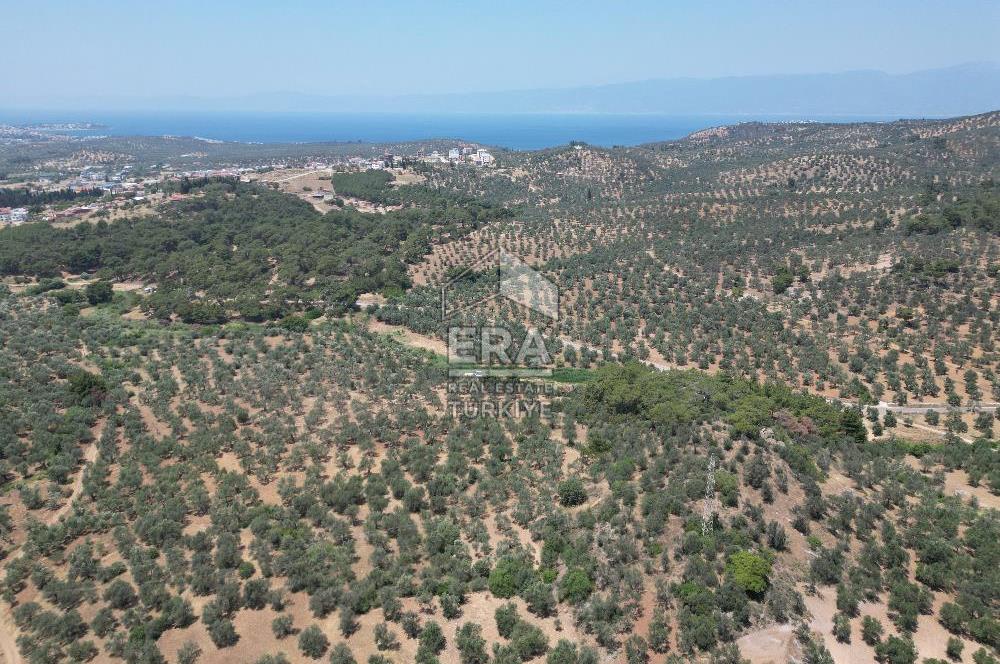 GÖMEÇ KARAAĞAÇTA SATILIK 1449 M2 ZEYTİNLİK