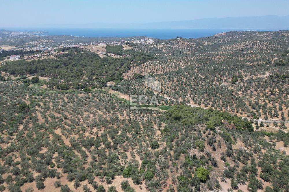 GÖMEÇ KARAAĞAÇTA SATILIK 1449 M2 ZEYTİNLİK