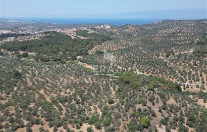 GÖMEÇ KARAAĞAÇTA SATILIK 1449 M2 ZEYTİNLİK