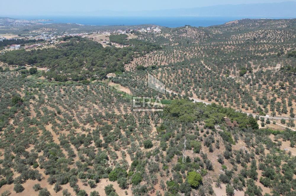 GÖMEÇ KARAAĞAÇTA SATILIK 1449 M2 ZEYTİNLİK
