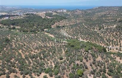 GÖMEÇ KARAAĞAÇTA SATILIK 1449 M2 ZEYTİNLİK