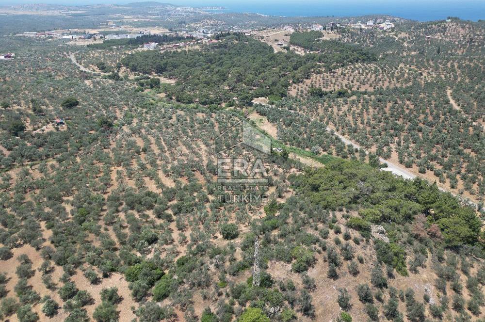 GÖMEÇ KARAAĞAÇTA SATILIK 1449 M2 ZEYTİNLİK