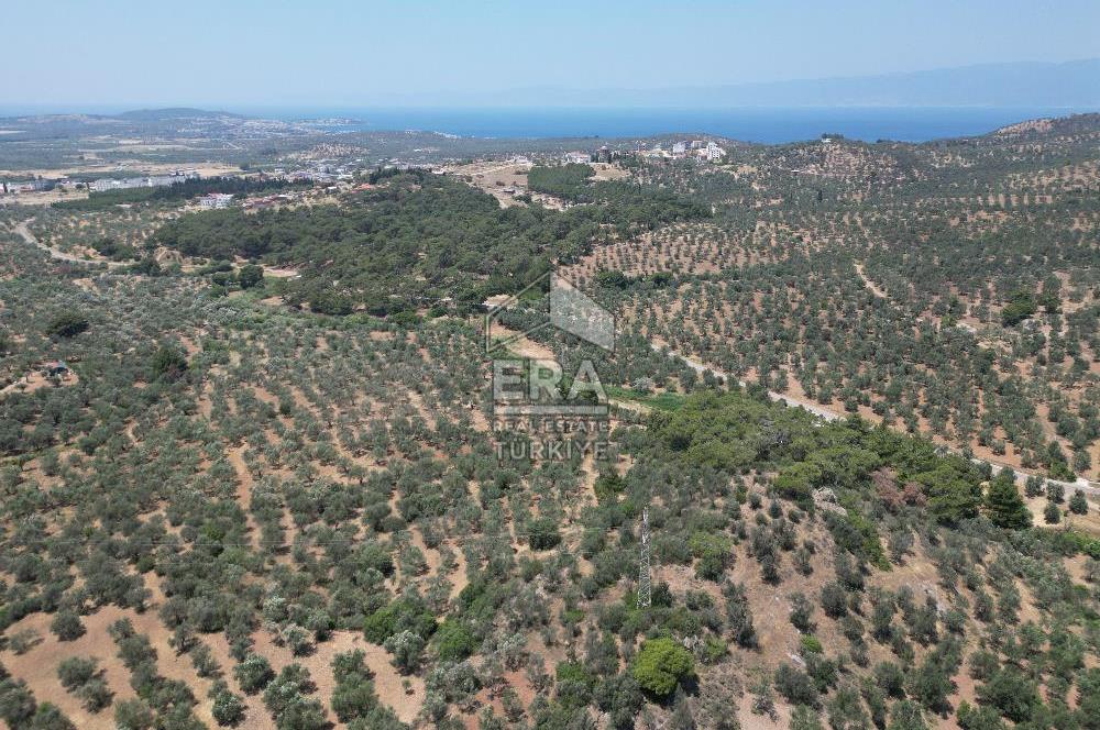 GÖMEÇ KARAAĞAÇTA SATILIK 1449 M2 ZEYTİNLİK