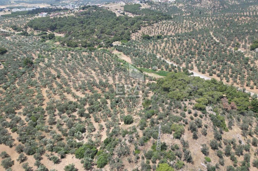 GÖMEÇ KARAAĞAÇTA SATILIK 1449 M2 ZEYTİNLİK