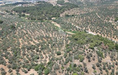 GÖMEÇ KARAAĞAÇTA SATILIK 1449 M2 ZEYTİNLİK