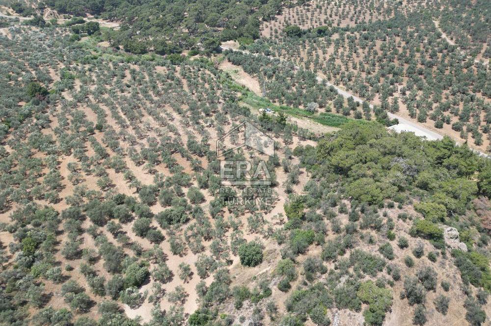 GÖMEÇ KARAAĞAÇTA SATILIK 1449 M2 ZEYTİNLİK