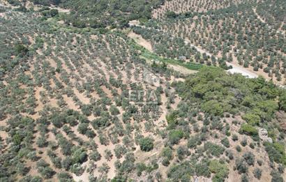 GÖMEÇ KARAAĞAÇTA SATILIK 1449 M2 ZEYTİNLİK