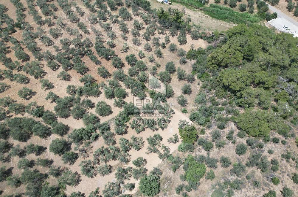 GÖMEÇ KARAAĞAÇTA SATILIK 1449 M2 ZEYTİNLİK