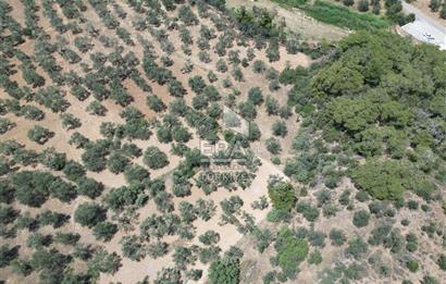 GÖMEÇ KARAAĞAÇTA SATILIK 1449 M2 ZEYTİNLİK