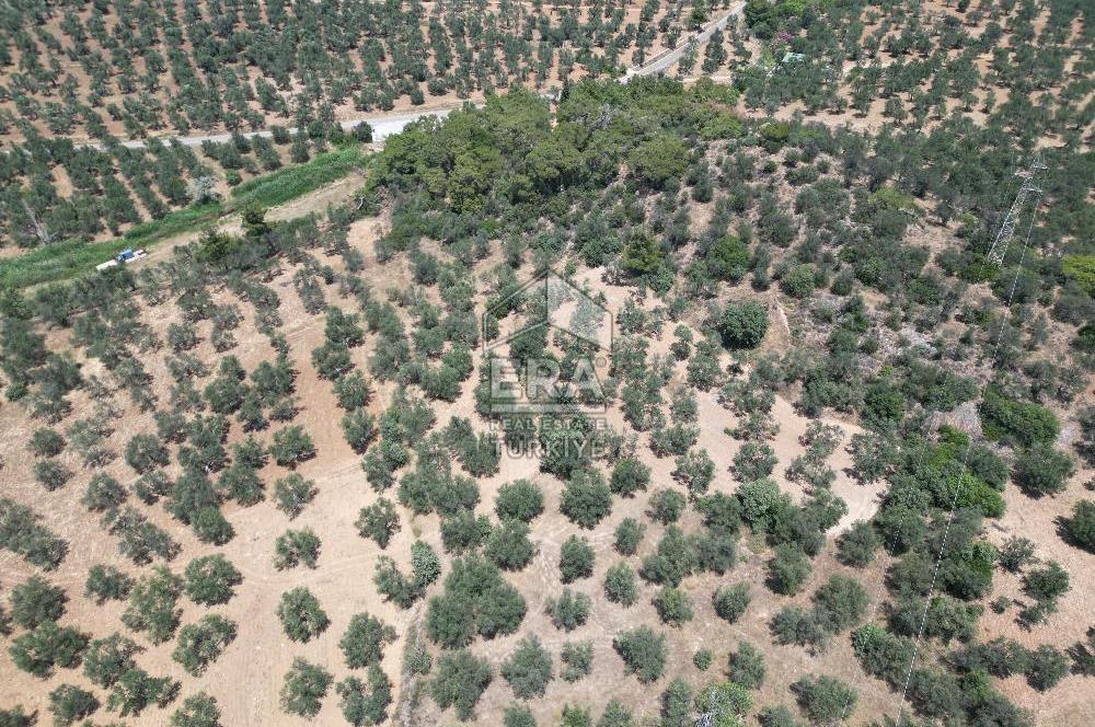 GÖMEÇ KARAAĞAÇTA SATILIK 1449 M2 ZEYTİNLİK