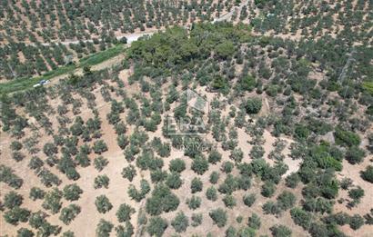 GÖMEÇ KARAAĞAÇTA SATILIK 1449 M2 ZEYTİNLİK
