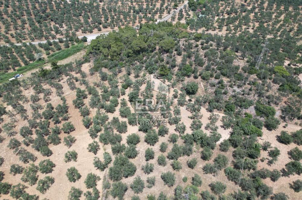 GÖMEÇ KARAAĞAÇTA SATILIK 1449 M2 ZEYTİNLİK