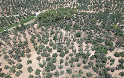 GÖMEÇ KARAAĞAÇTA SATILIK 1449 M2 ZEYTİNLİK